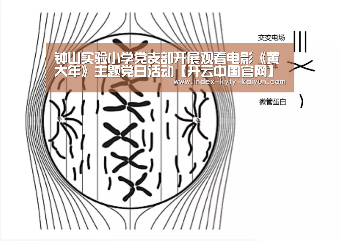 开云官方平台